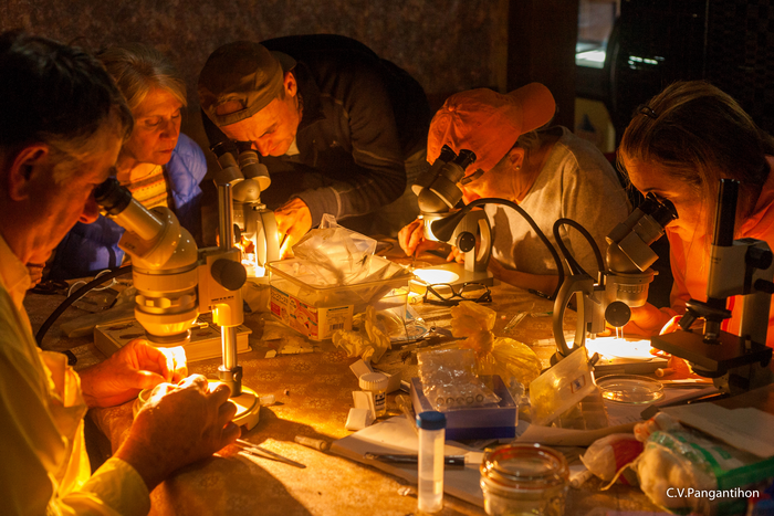 Citizen scientists studying specimens