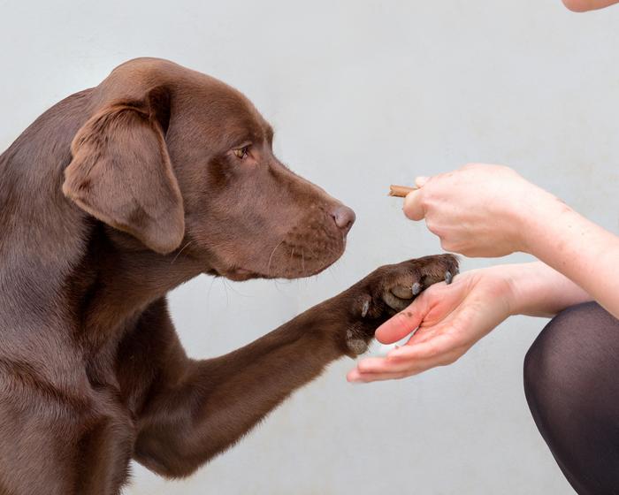 Chocolate Labrador being offered food