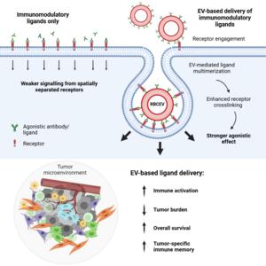 Demonstration of the new delivery approach leveraging extracellular vesicles