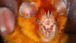 African trident bat