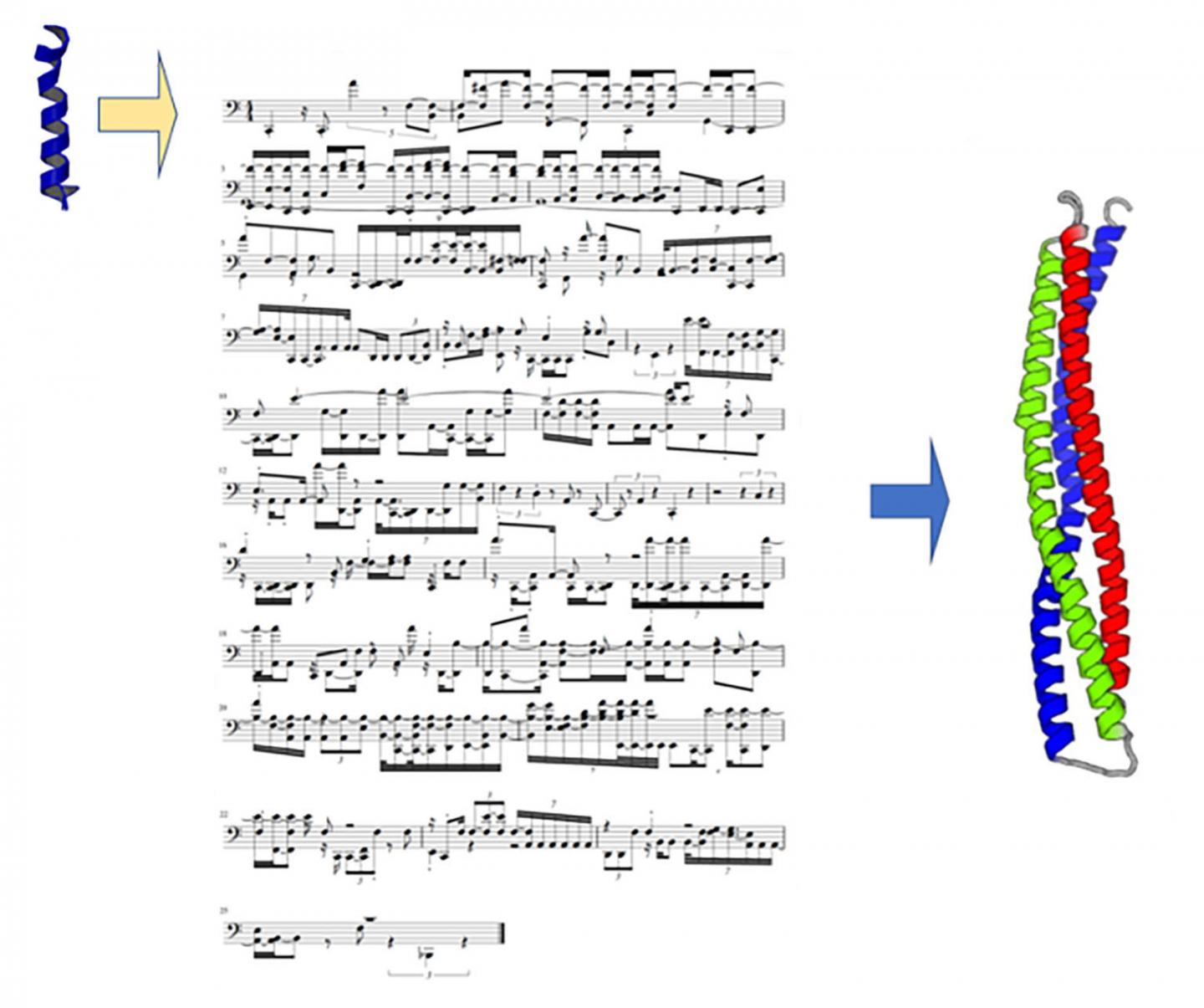 Using Musical Scores to Code the Structure and Folding of Proteins Composed of Amino Acids