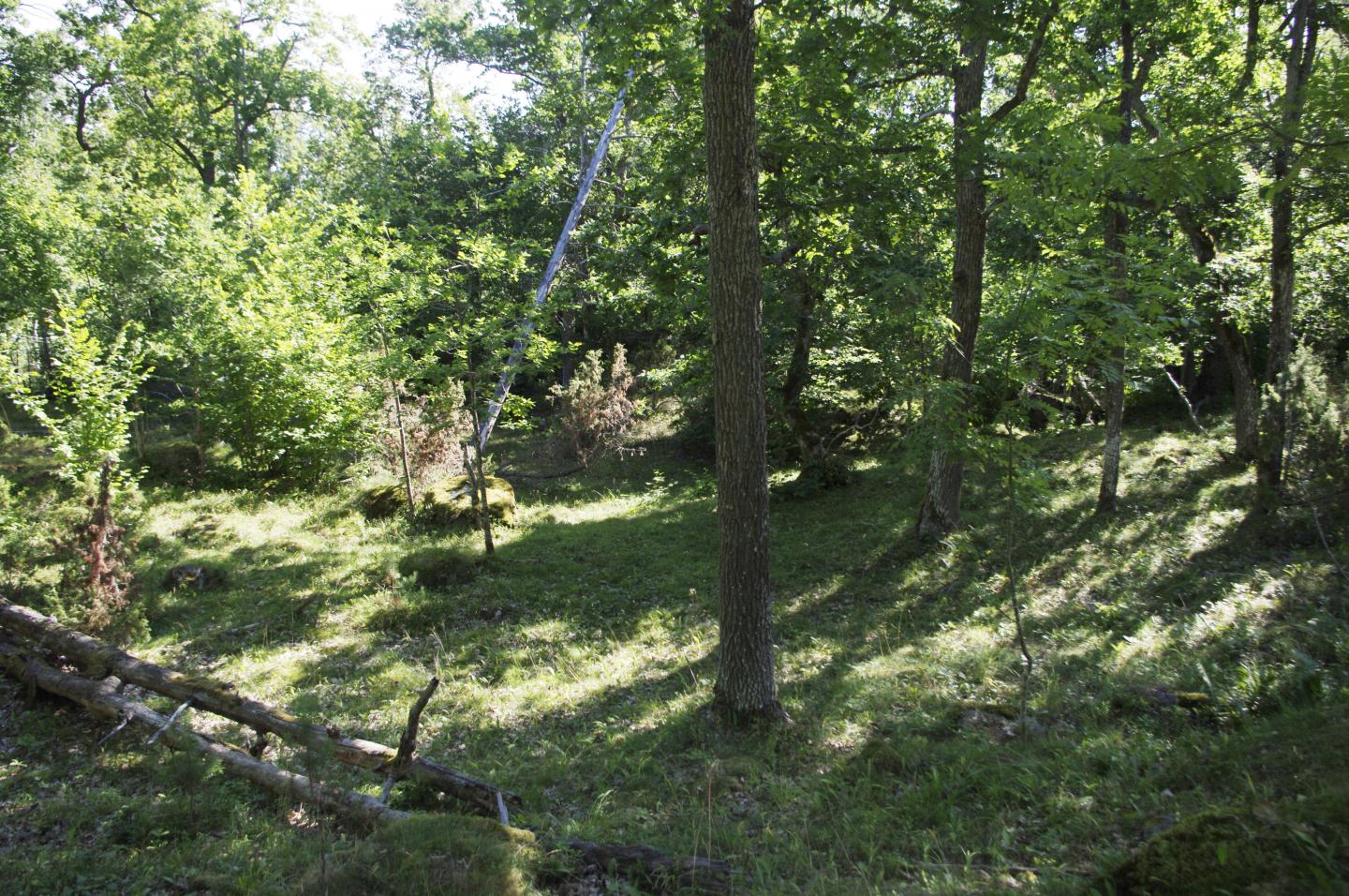 One of the Project's Oak Forests in Ytterhult, Småland