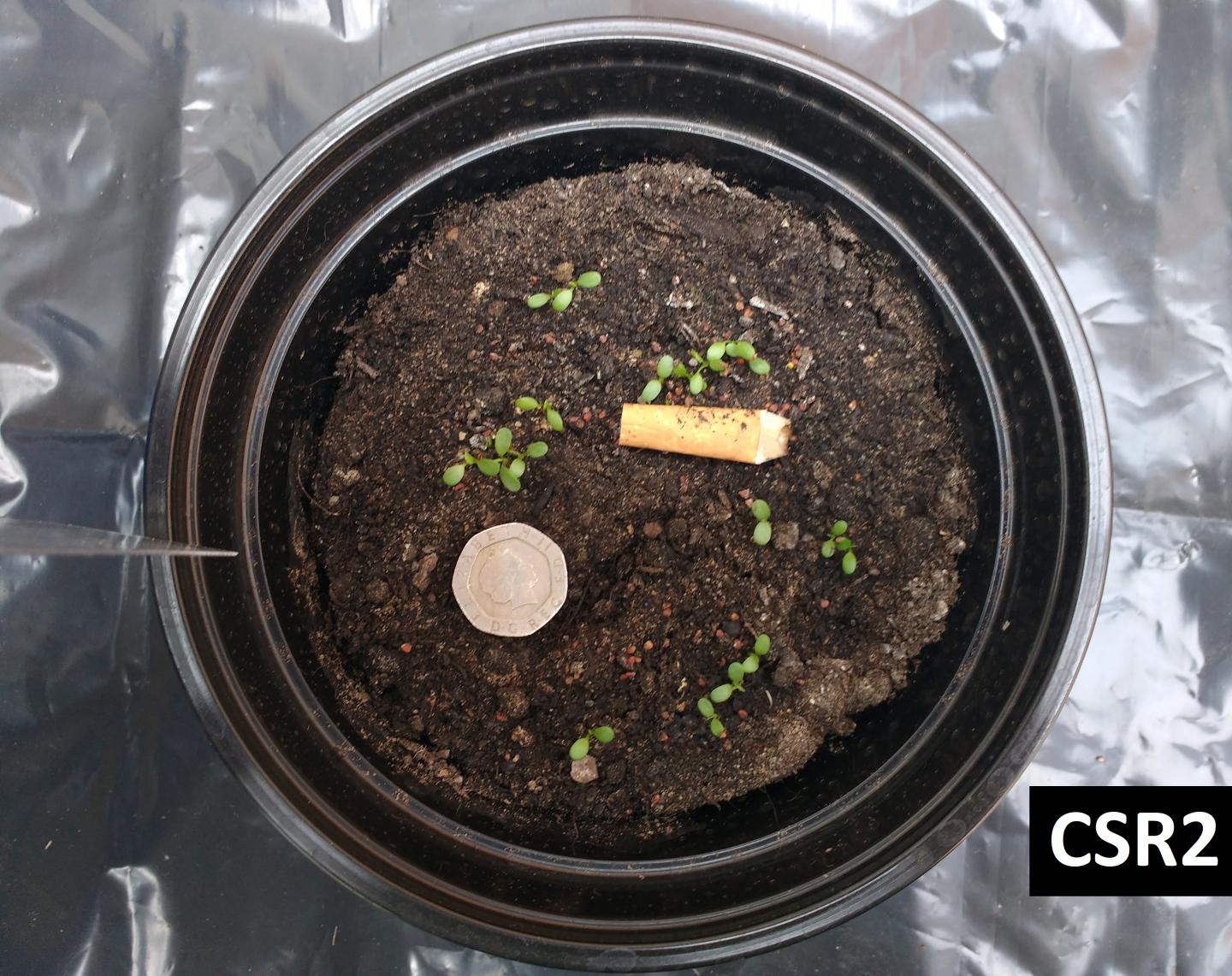 White Clover with Cigarette Butt