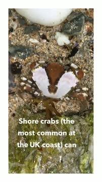 Shore Crabs Study