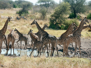 Giraffes at watering hole in Namibia