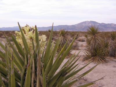 Yucca Colorado Desert