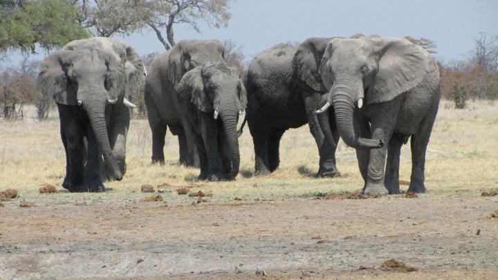 Elephants in Botswana