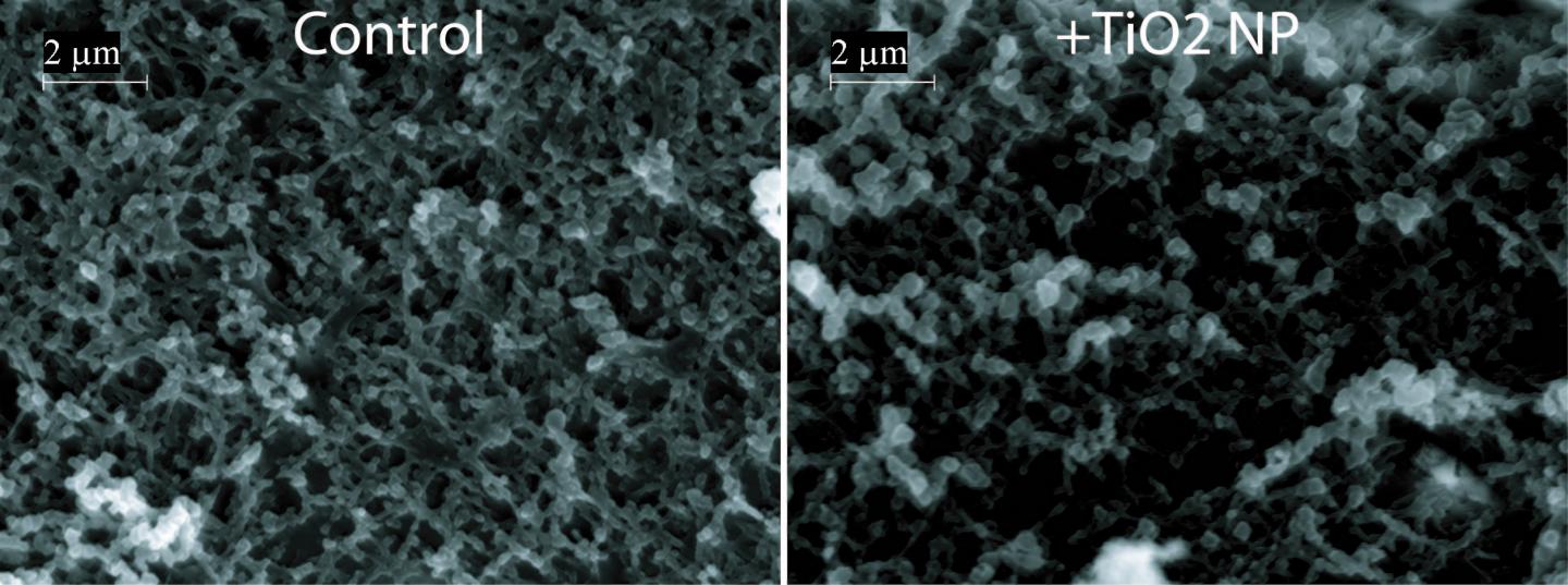 Intestinal Cell Culture Model