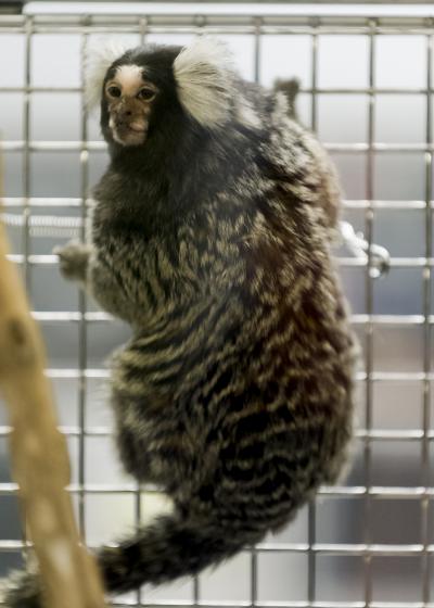 Obese Marmoset