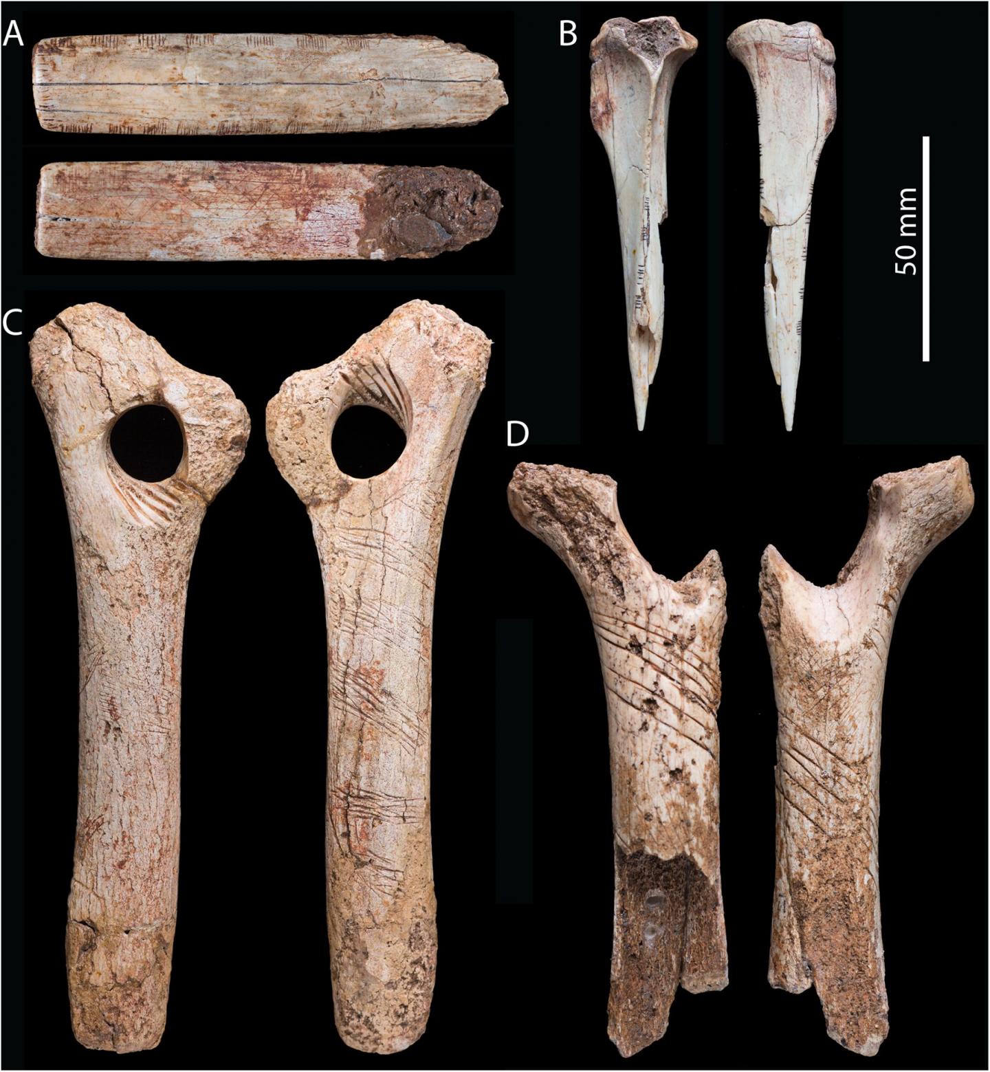 Human Bones May Have Been Engraved As Part of a Cannibalistic Ritual