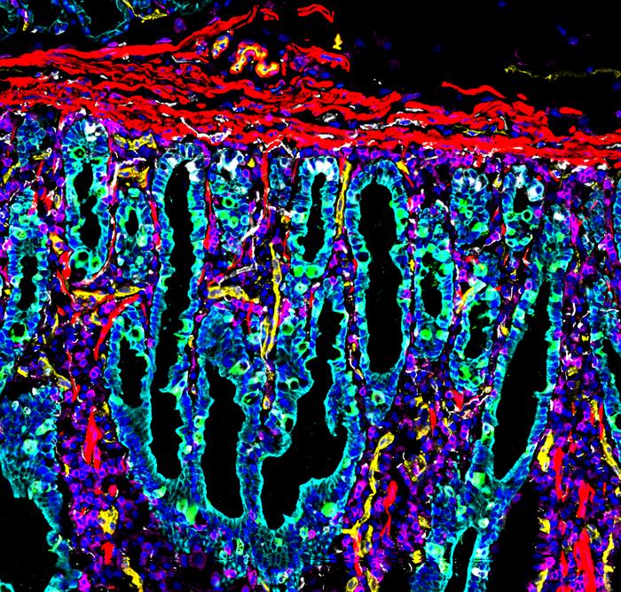 Cells of the human intestine