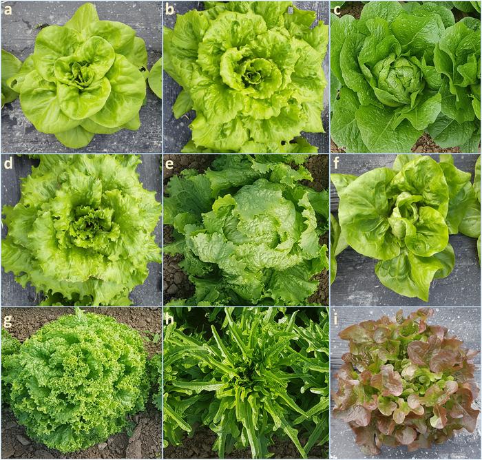 Lactuca sativa horticultural types considered in the study