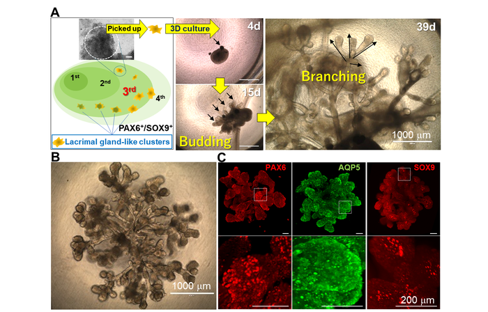 Fig.2 Induction of lacrimal gland progenitor cells and 3D lacrimal gland organoids