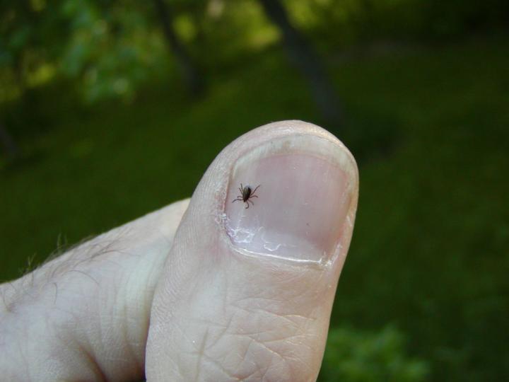 Adult Blacklegged Tick