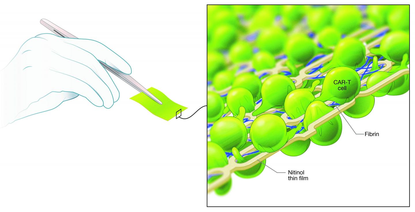 Diagram of a Thin Film Containing Cancer-Fighting T Cells