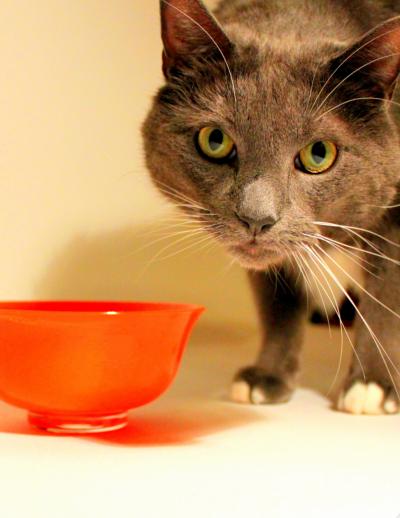 How Do Cats Lap? (1 of 3)