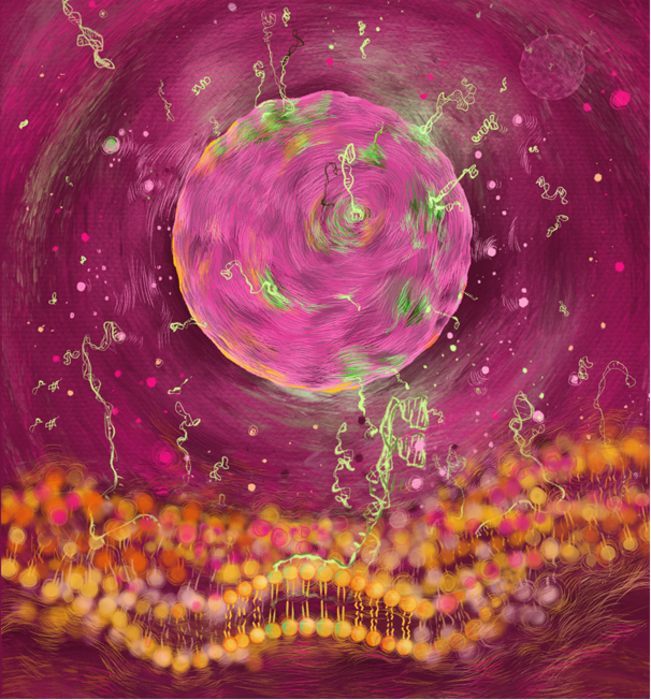 lipid membranes