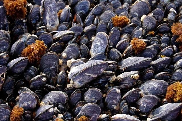 Mussels