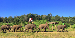 Elephants and their handlers on their way to work