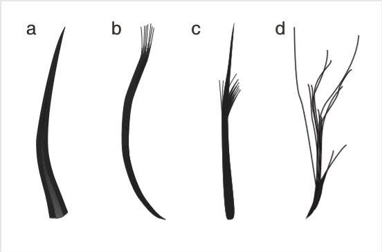 The Four Feather Types
