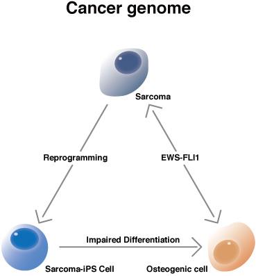 Cancer cells reprograCancer Cells Reprogrammed to iPmmed to iPS cells show aberrant differentiation.