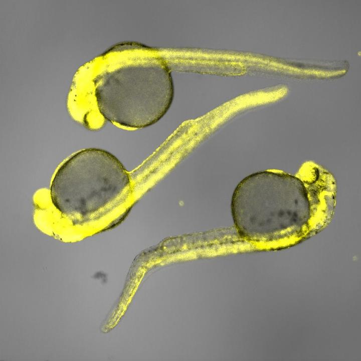 Zebrafish Embryos