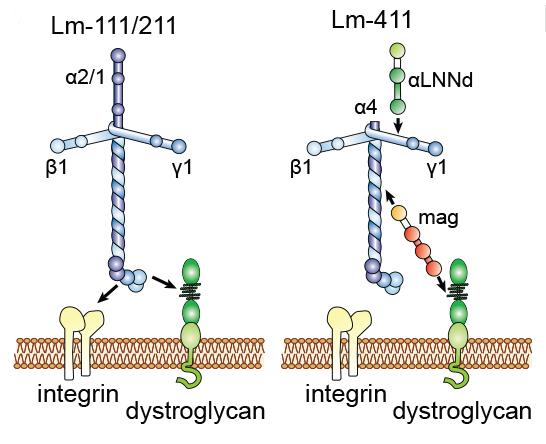 Linker Proteins May be the Missing Links for Muscular Dystrophy Therapy (2 of 3)