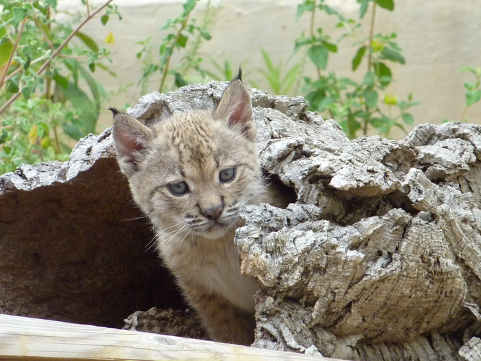 Iberian lynx (Lynx pardinus)