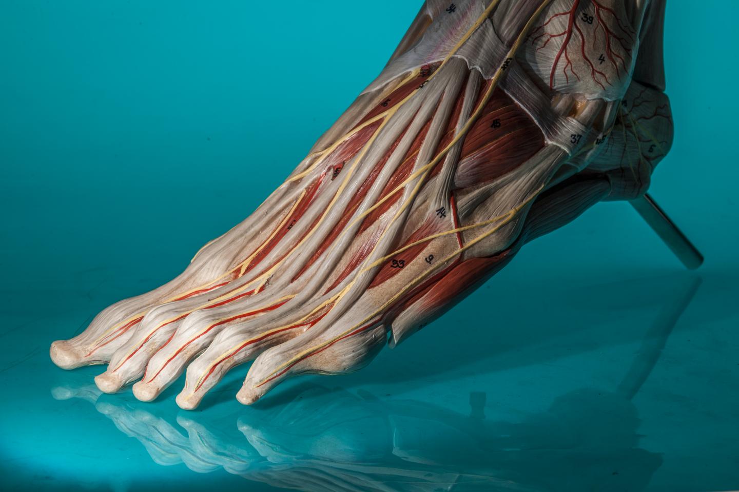 Better Diabetic Foot Disease Care Would Save Taxpayers Billions