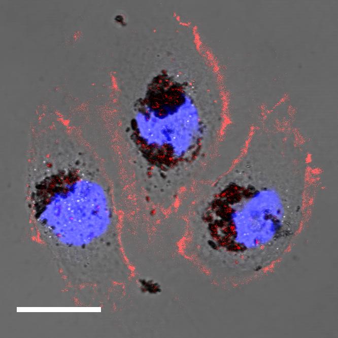 Selenomelanin