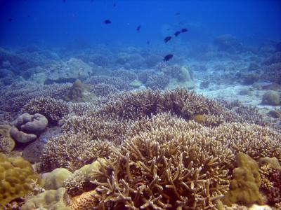 Coral Reef Metrics