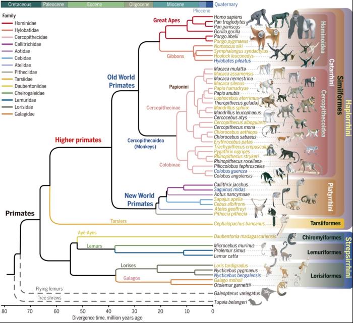 Figure 1. Genomic phylogeny of primates. Credit: Dong-Dong Wu.