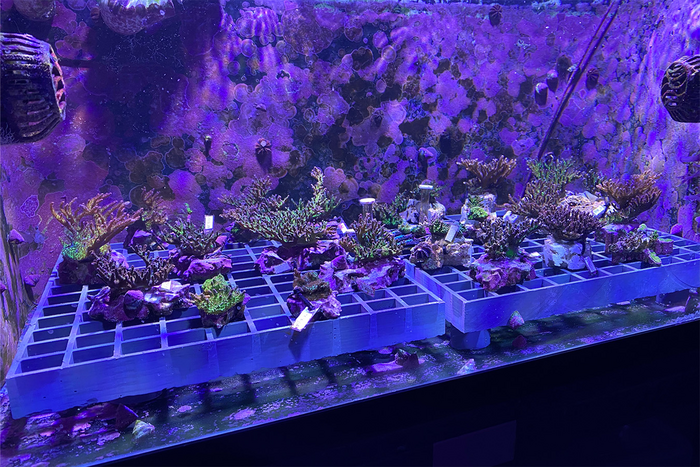 Corals in the Academy's Coral Spawning Lab