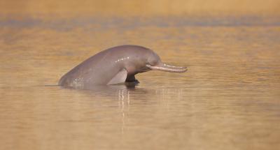 Indus River dolphin