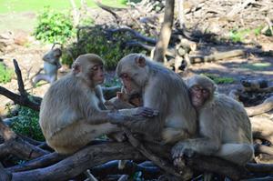 Rhesus macaques