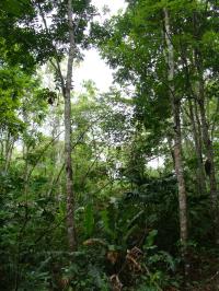 Natural Forest in Panama