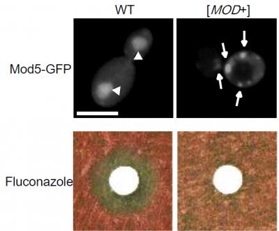 Mod+ Yeast Contain Mod5 Aggregates