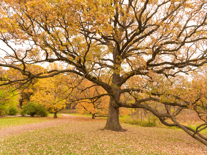 Old Burr Oak at The Morton Arboretum