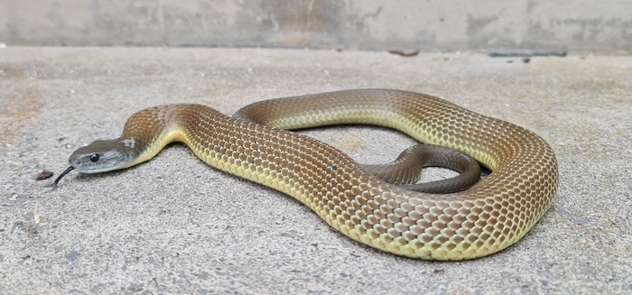 Lowlands Copperhead (Austrelaps superbus)