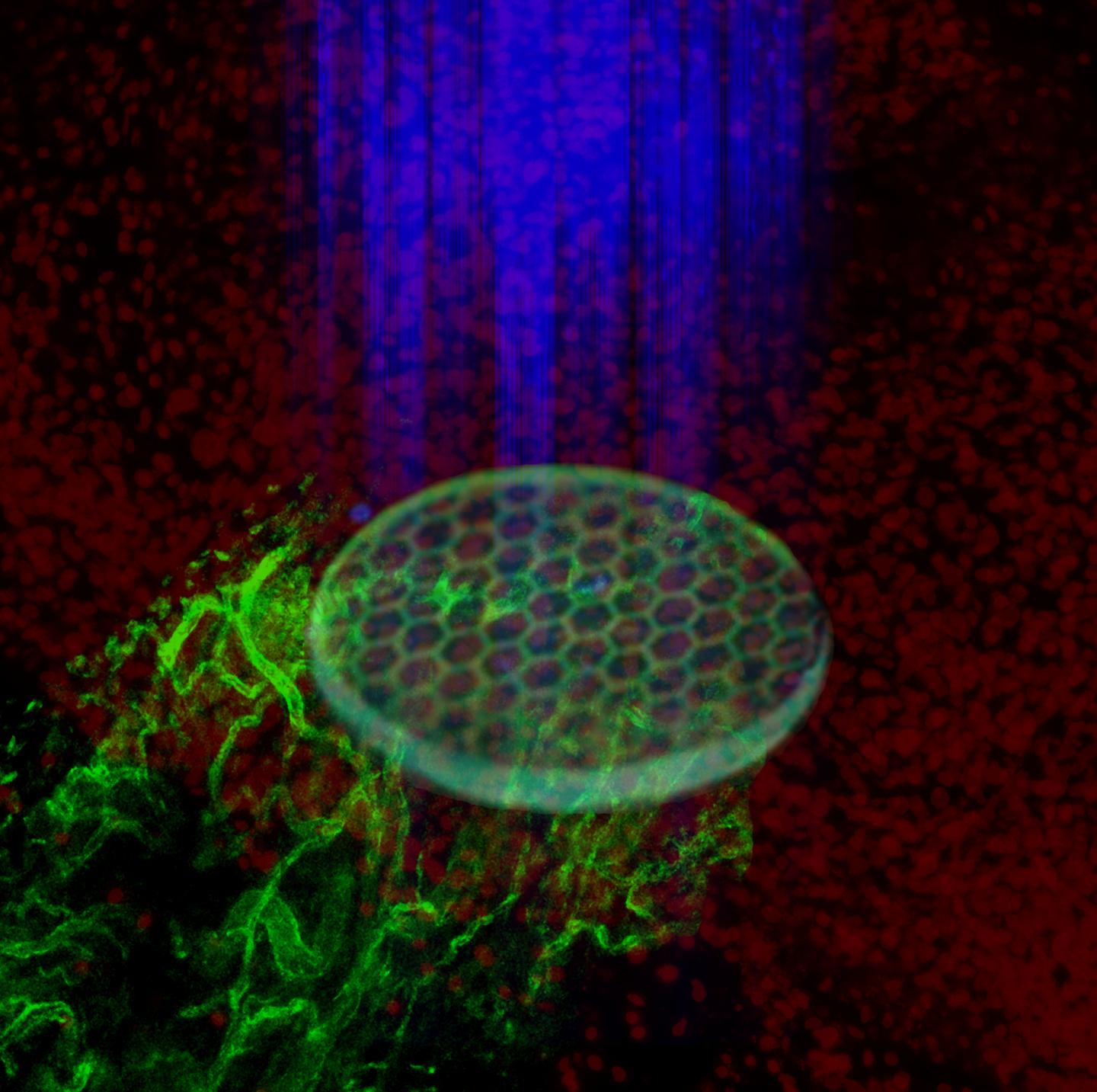 Light-Activated Peptide