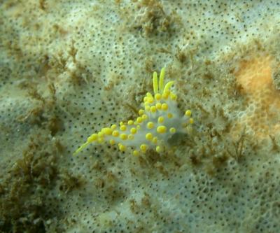 <i>Cuthona behrensi</i>