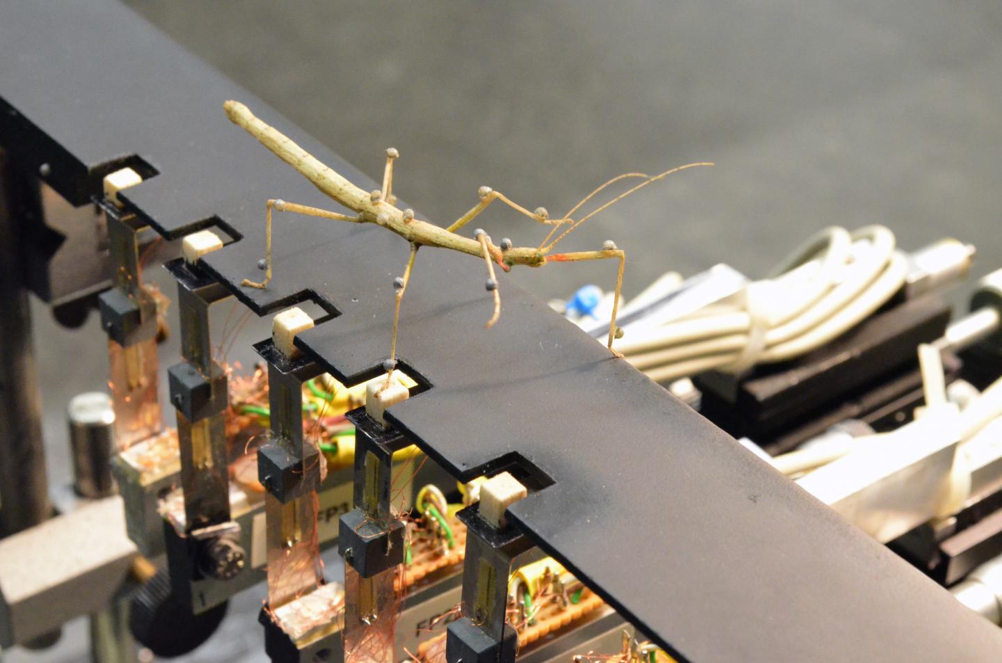 Which Forces Do the Legs of a Stick Insect Exert, and How Does the Insect Move?