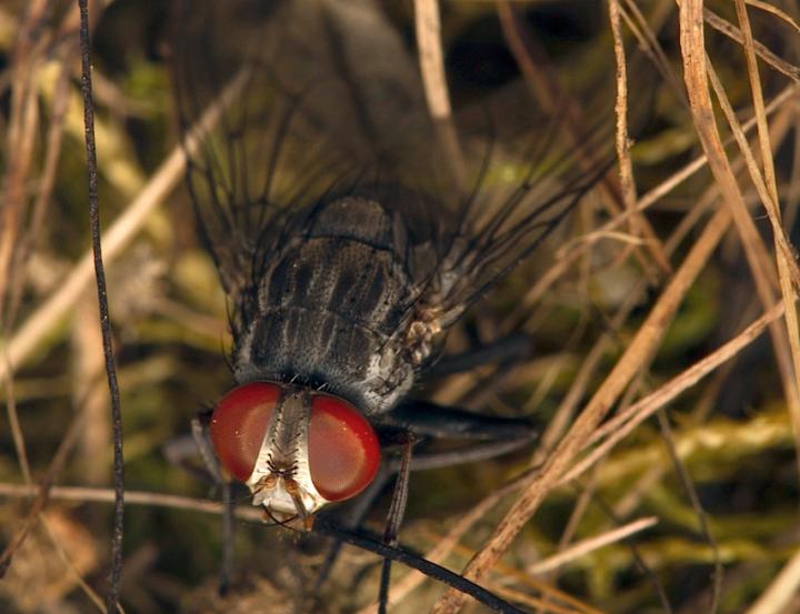 <i>Philornis downsi</i>