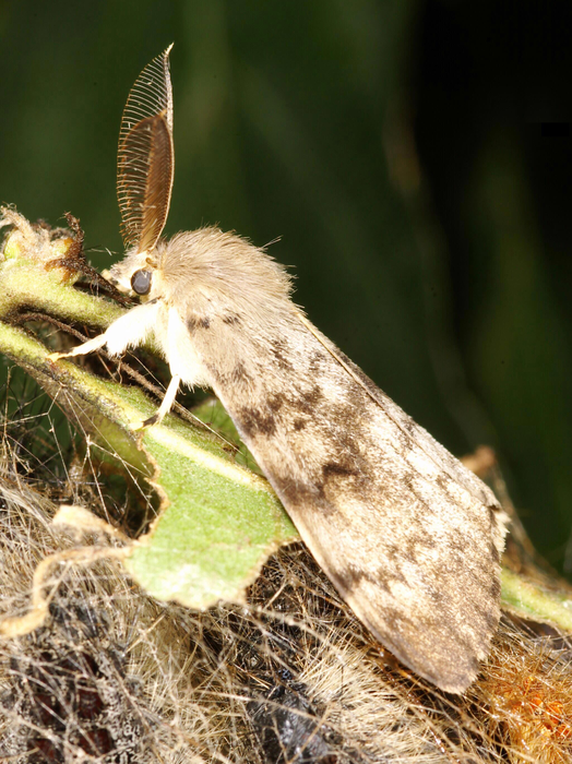 'Spongy moth' adopted as new common name for EurekAlert!