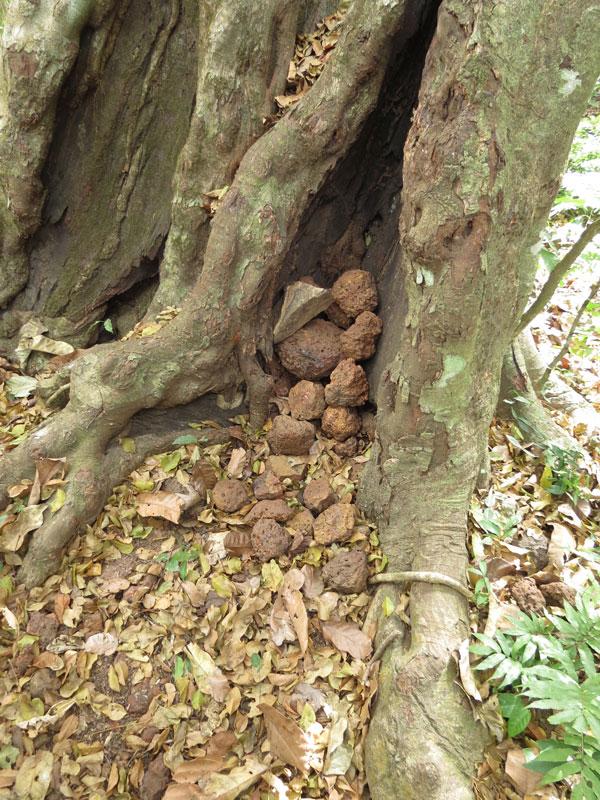 Stones Accumulation Tree