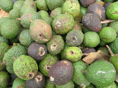 Damaged Avocados