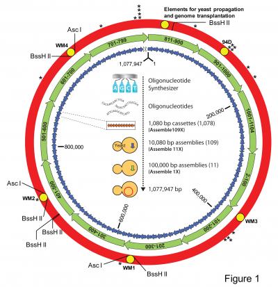 <i>M. mycoides</i> Schematic