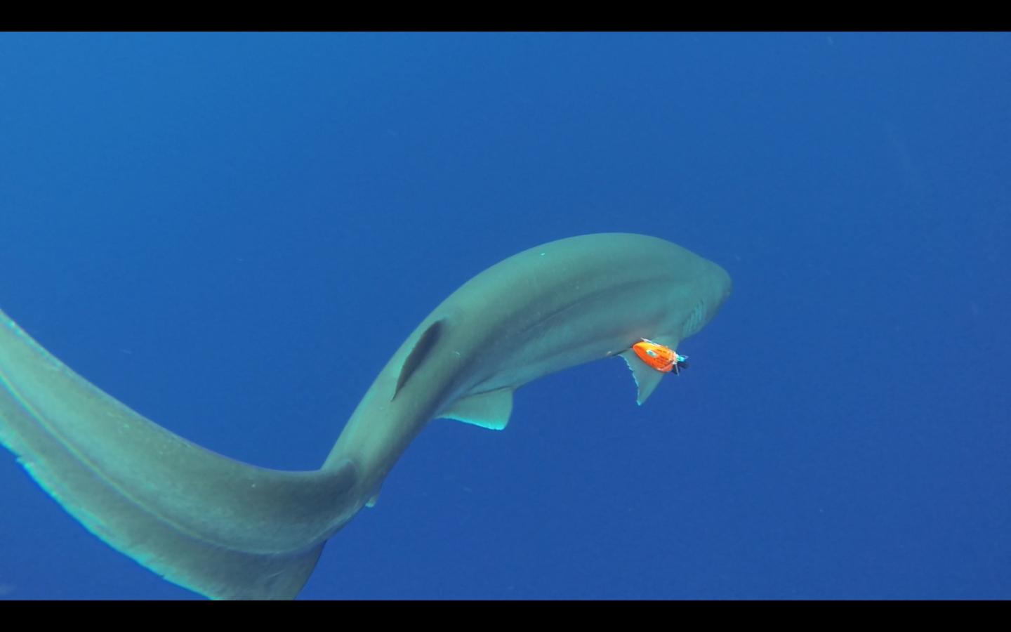 A Sixgill Shark Equipped with an Accelerometer