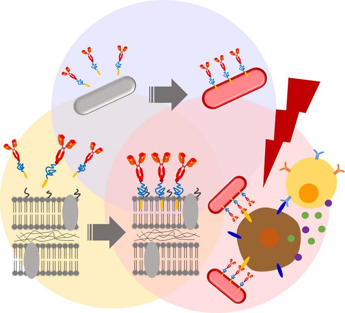 Membrane modification of photosynthetic bacteria for enhanced cancer therapy