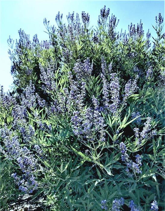 Flowering Chaste Tree